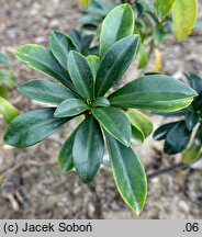 Daphne laureola (wawrzynek laurowy)