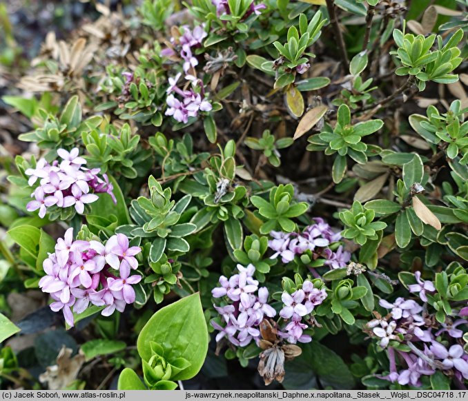 Daphne ×napolitana cv. Stasek (wawrzynek neapolitański 