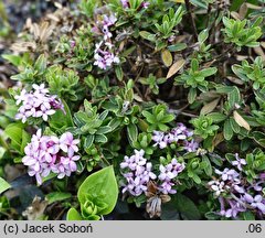 Daphne ×napolitana ‘Stasek’ (wawrzynek neapolitański 