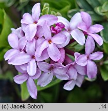 Daphne ×napolitana cv. Stasek (wawrzynek neapolitański 