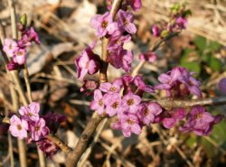 Daphne mezereum