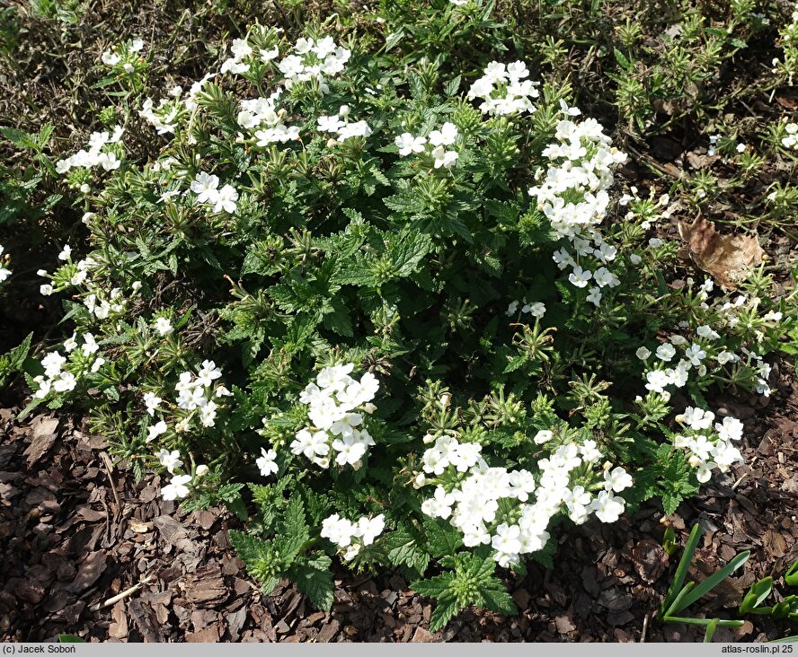 Verbena ×hybrida Obsession White