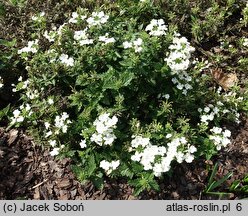 Verbena ×hybrida Obsession White