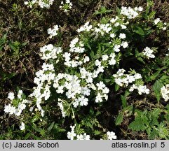 Verbena ×hybrida Obsession White