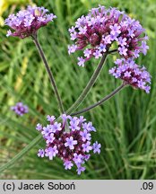 Verbena bonariensis (werbena patagońska)