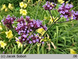 Verbena bonariensis (werbena patagońska)