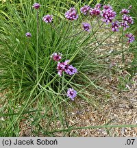 Verbena bonariensis (werbena patagońska)