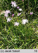 Scorzonera rosea (wężymord górski)