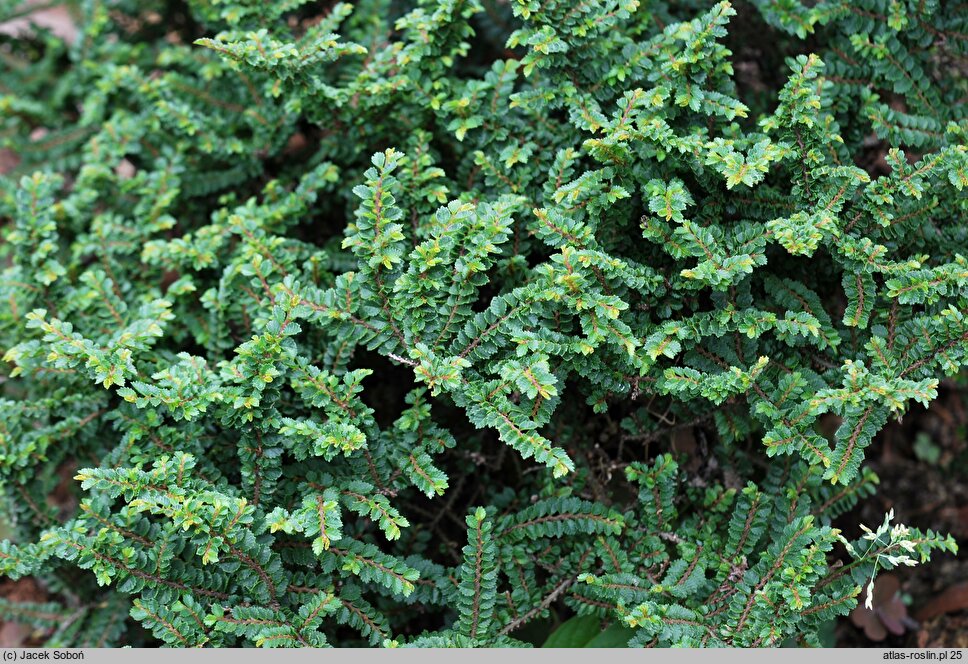 Ulmus parvifolia Hokkaido