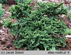 Ulmus parvifolia Hokkaido