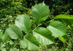 Ulmus glabra