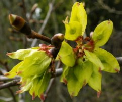 Ulmus glabra