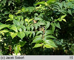 Ulmus ×hollandica Jacqueline Hillier