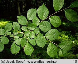 Ulmus minor (wiąz pospolity)