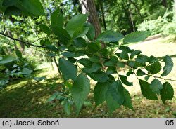 Ulmus pumila (wiąz syberyjski)