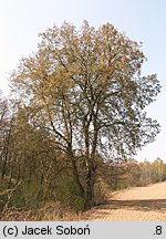 Ulmus laevis