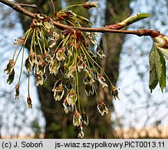 Ulmus laevis (wiąz szypułkowy)