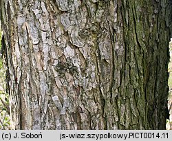 Ulmus laevis (wiąz szypułkowy)