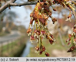 Ulmus laevis (wiąz szypułkowy)