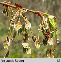 Ulmus laevis (wiąz szypułkowy)