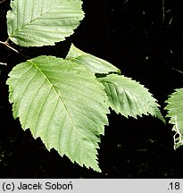 Ulmus laevis (wiąz szypułkowy)