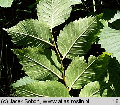 Ulmus laevis (wiąz szypułkowy)