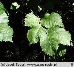 Ulmus laevis (wiąz szypułkowy)