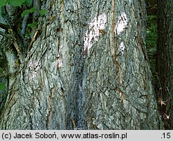 Ulmus laevis (wiąz szypułkowy)