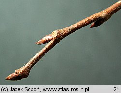 Ulmus laevis (wiąz szypułkowy)
