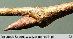 Ulmus laevis (wiąz szypułkowy)