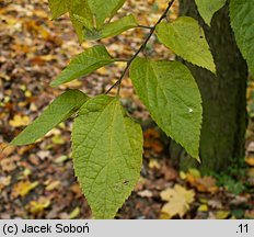 Celtis occidentalis