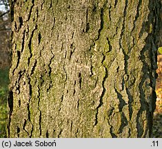 Celtis occidentalis