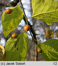 Celtis occidentalis