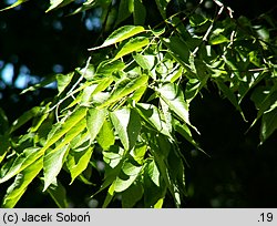 Celtis occidentalis