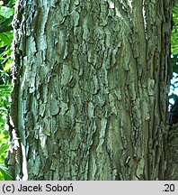 Celtis occidentalis