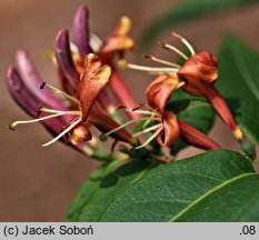 Lonicera henryi (wiciokrzew Henry'ego)