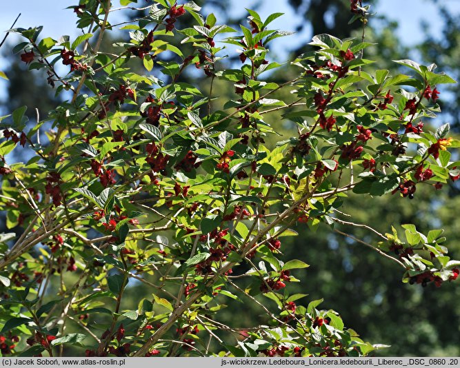 Lonicera involucrata var. ledebourii (wiciokrzew Ledeboura)