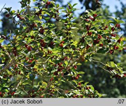 Lonicera involucrata var. ledebourii (wiciokrzew Ledeboura)