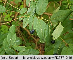 Lonicera nigra