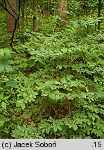 Lonicera nigra