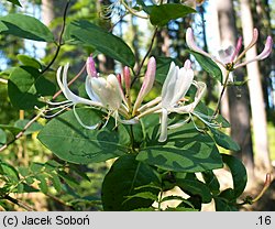 Lonicera periclymenum