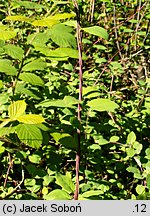 Lonicera periclymenum