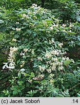 Lonicera periclymenum