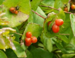 Lonicera caprifolium