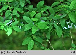 Lonicera ramosissima (suchodrzew rozgałęziony)