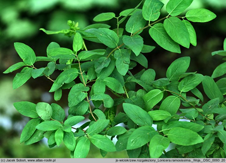 Lonicera ramosissima (suchodrzew rozgałęziony)