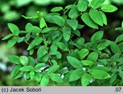 Lonicera ramosissima (suchodrzew rozgałęziony)