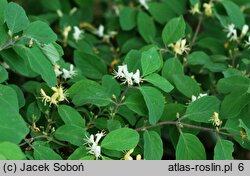 Lonicera caerulea (wiciokrzew siny)