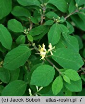 Lonicera caerulea (wiciokrzew siny)