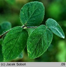 Lonicera chaetocarpa (suchodrzew szczeciniastoowocowy)